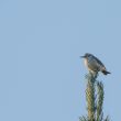 Pipit spioncelle en Ariège